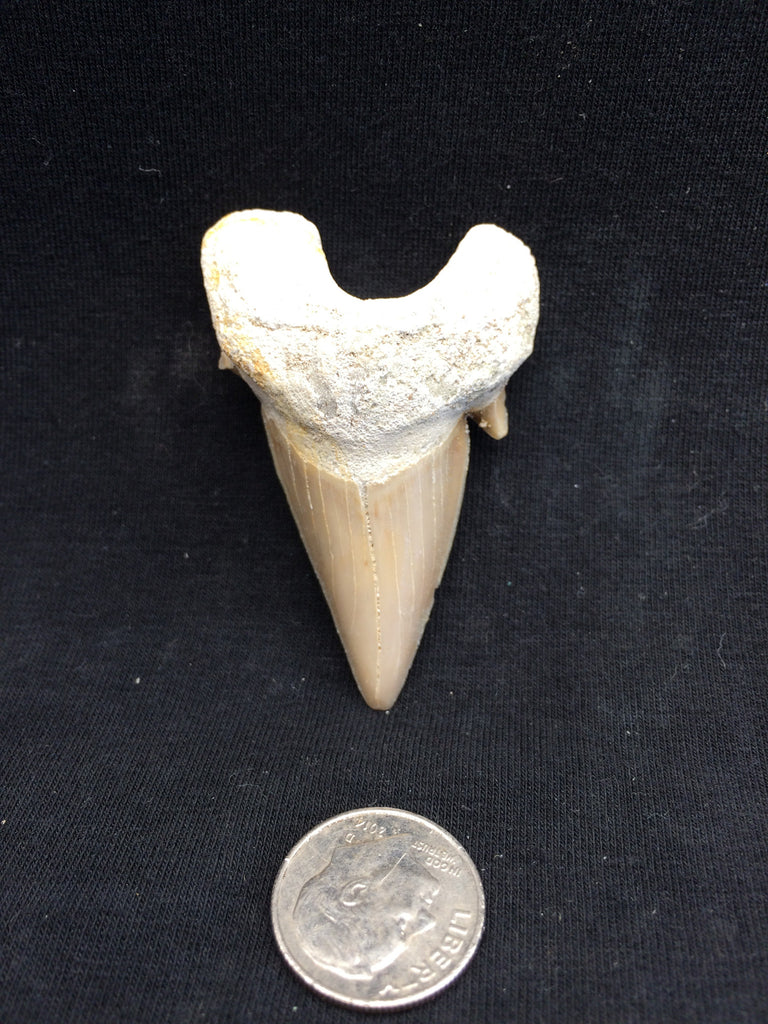 Shark tooth #1