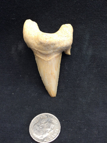 Shark tooth #2