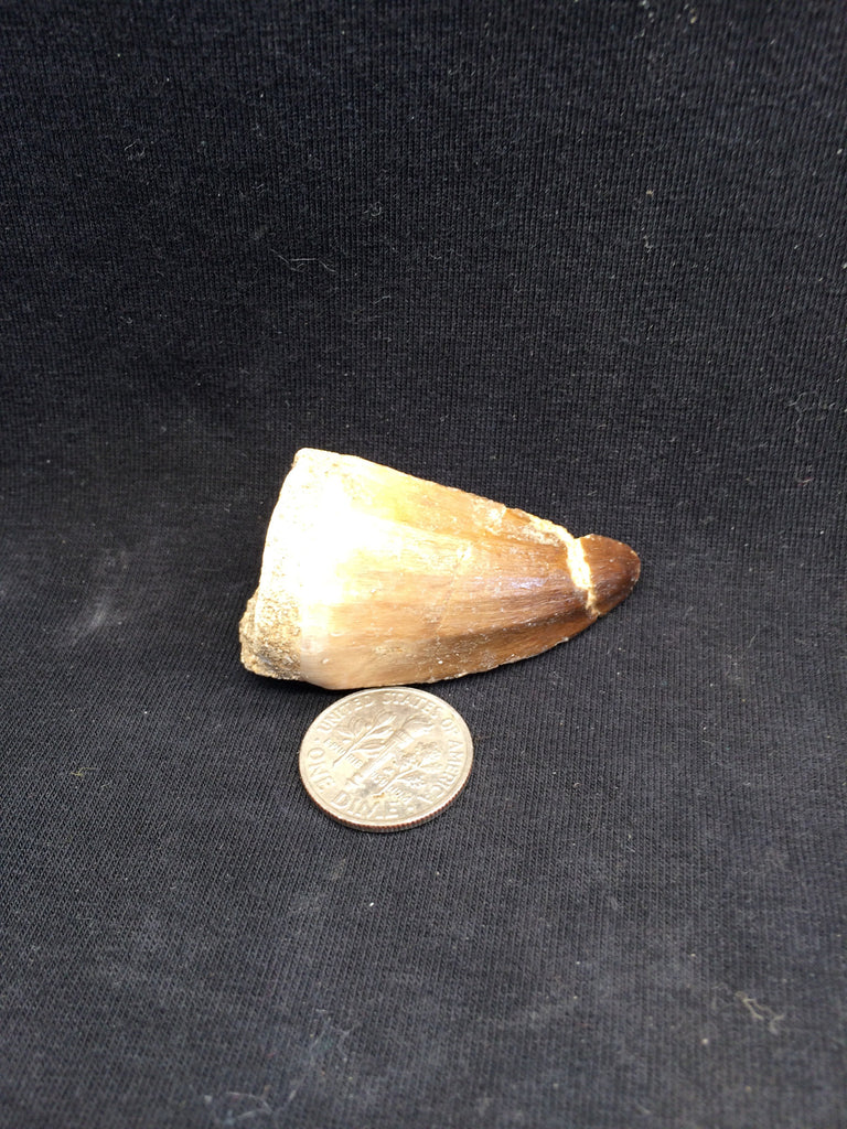 Mesosaur tooth #3