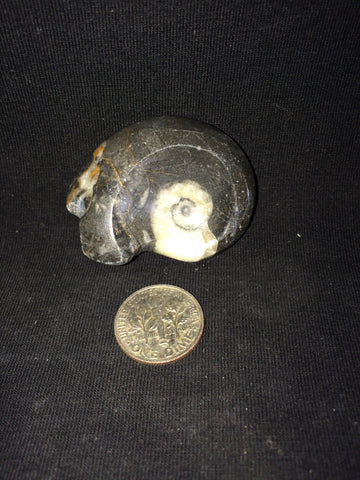 Ammonite #4