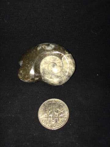 Ammonite #3