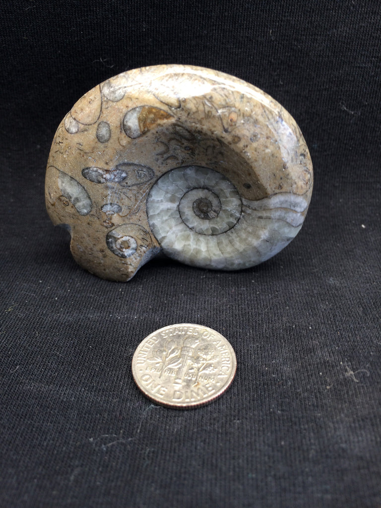 Ammonite #1